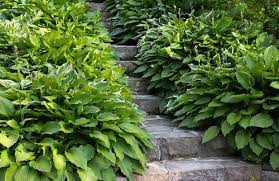 Ground cover ideas for shaded areas. Best Ground Covers For Shade