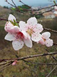Image result for Prunus persica