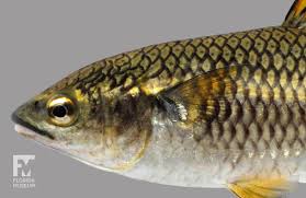 Image result for Platostoma montanum