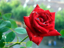 Image result for The best Flower in the world