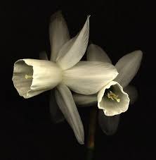 Narcissus Fly Fly Away Narcissus Flower Flowering Trees Easy To Grow Houseplants