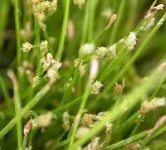 Image result for Isolepis sp.no.1