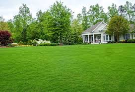 Further, 4 to 6 weeks later, you can expect your garden surface to have grass all over. How Long Does It Take To Grow Grass From Seed Organize With Sandy
