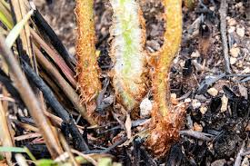 Image result for Dryopteris athamantica