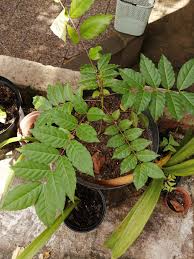 Image result for Dasylepis eggelingii