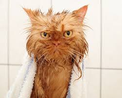 30 Wet Unhappy Cats Cat Bath Wet Cat Angry Cat