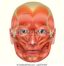 Naming skeletal muscles according to a number of criteria: Muscles Of The Face Detailed Bright Anatomy Isolated On A White Background Muscles Of The Face And The Name Of Each Muscle Canstock