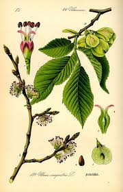 Image result for Ulmaceae
