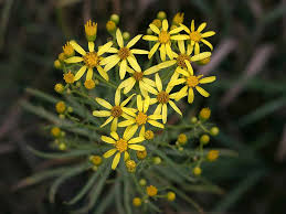Image result for Senecio sp.no.4