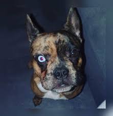 Als erstes sollte man seinem hund immer und getreideflocken und gemüse sollten auf jeweils 75g kommen. Ist Meine Franzosische Bulldogge Ein Mix Tiere