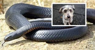 Hunter snake catcher averaging six call outs per day