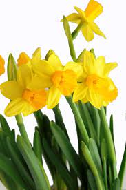 Sono tra i primi fiori che godono del nostro sguardo nel giardino. Narciso Viridea Giardino Di Fiori Fiori Gialli Fiori