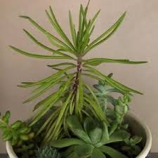 Image result for Kleinia