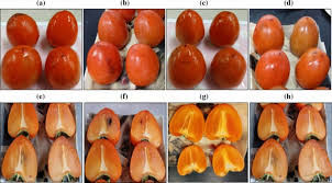 How to cook with persimmons. Removal Of Astringency In Persimmon Fruits Diospyros Kaki Subjected To Different Freezing Temperature Treatments Springerlink