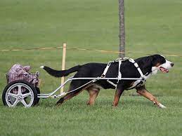 Lancaster puppies advertises puppies for sale in pa, as well as ohio, indiana, new york and other states. Cherished Gsmd Home
