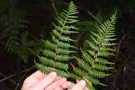 Image result for Dennstaedtiaceae