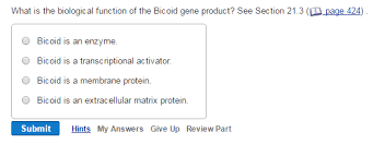 Solved What Is The Biological Function Of The Bicoid Gene Chegg Com