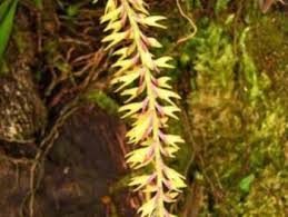 Image result for Bulbophyllum cochleatum