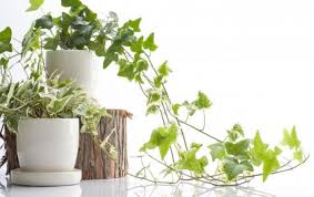 アイビーが枯れる原因や復活させる方法について 植物navi