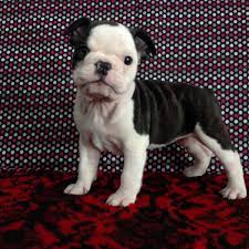 One way to determine the ancestry of your mixed breed is through a dna test. English Boston Bulldog Puppies For Sale Greenfield Puppies