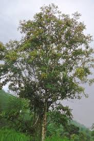 Image result for Citharexylum