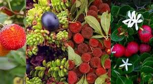 Download now gambar buah buahan aneh yang mirip punya kamu kabar kepo. 7 Buah Paling Unik Sejagad Di Indonesia Belum Ada Beauty Fimela Com