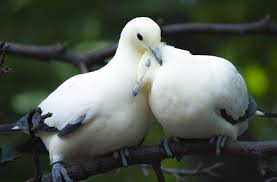 Maybe you would like to learn more about one of these? Animal Dove Love Bird Couple Cute Wallpapers Hd Desktop And Mobile Backgrounds