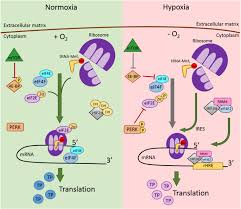 Furthermore, specific mrna features were identified that regulate the efficiency of mrna translation. Mrna To Protein Translation In Hypoxia Molecular Cancer Full Text