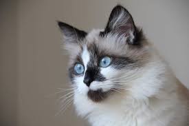 Fr son chat sacré de birmanie, bien entendu. Birman Sacre De Birmanie Chats Informations Sur Les Races Omlet