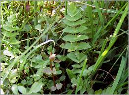 Image result for Berula erecta