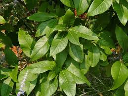 Image result for Oleaceae