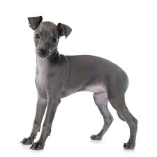 About the italian greyhound igs are greyhounds in miniature—more slender, but a greyhound's equal in grace and elegance. Italian Greyhound Small Happy Low Maintenance Dogs