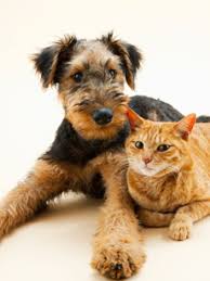 Unfortunately, cats are not immortal, despite their nine lives. Pets At Peace Nj Faqs