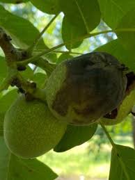 Image result for Walnut blight