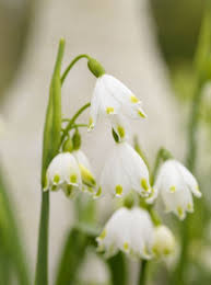 We did not find results for: Leucojum Snowflakes Leucojum Aestivum
