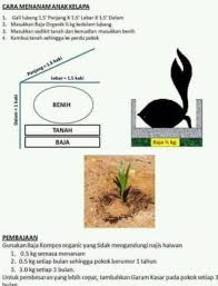Pada pola tanam kelapa sawit secara monokultur, tanaman penutup tanah diperlukan. Cara Menanam Anak Kelapa Pejabat Pertanian Daerah Muar Facebook