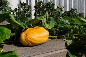 For these giants to grow to maximize size each plant will require at least a 25x25x25 triangle area, you can squeeze in two in a 35x 35 area. Madison And The Giant Pumpkin Pic Of The Week In Custodia Legis Law Librarians Of Congress
