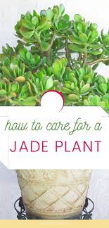 How To Care For A Jade Plant Natalie Linda Jade Plants Plants Jade Plant Care