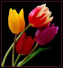 Rainbow Tulips A Photo On Flickriver Amazing Flowers Tulips Flowers Tulips