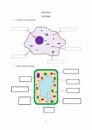 Cell membrane golgi apparatus rough endoplasmic reticulum. Animal And Plant Cells Worksheet Inspirational 1000 Images About Plant Animal Cells On Pinterest Cells Worksheet Plant Cells Worksheet Plant And Animal Cells