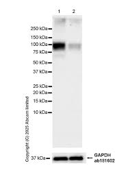 Image result for svrab na k%u016F%u017Ei