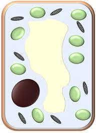 Onion cells are easy to see using a light microscope. Specialised Plant Cell Key Stage Wiki