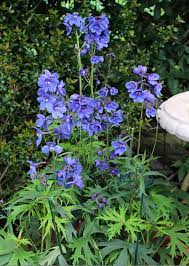 Delphinium Belladonna Blue Donna Buy Online At Annie S Annuals