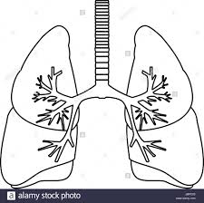 Title.anatomical heart *find more medical and anatomical inspired art here: Human Body Diagram Black And White Human Body Anatomy
