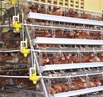 China OEM/ODM Supplier Stackable Chicken Cages - A Type ...