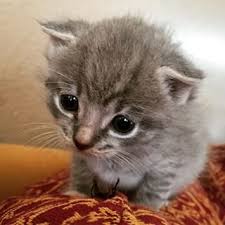 Dan Un Poco De Miedo Wonders Cuteness Gatos Animales Bonitos Animales