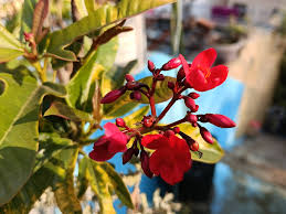 Image result for Jatropha schlechteri