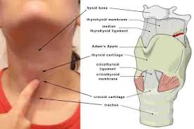 We did not find results for: 9 Globus Ideas Lump In Throat Reflux Sensation