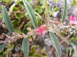 Image result for Indigofera cylindracea