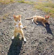 Kong Fu Kittens Funny Animal Pictures Funny Animals Animals